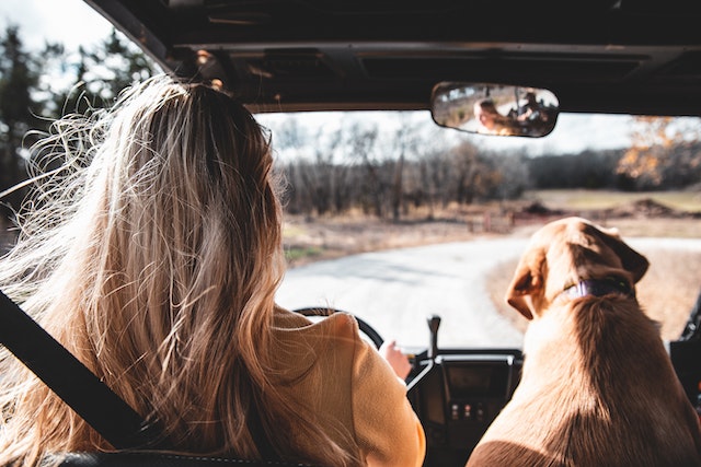 A lady driving long distances with a dog as her trusty companion.