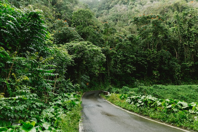 An empty road in the rainforest landscape of Hana. 